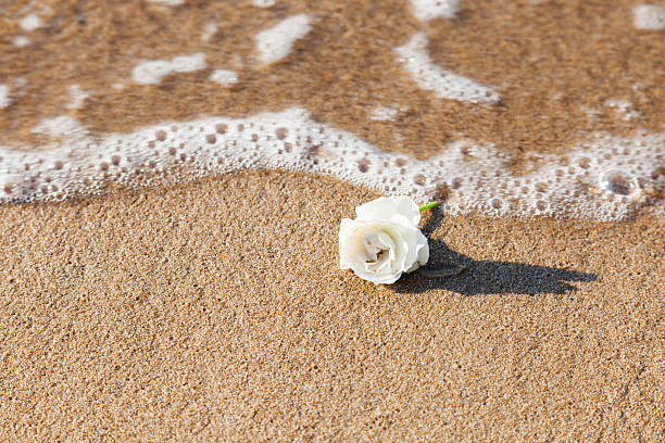 White rose przemywa się na plaży. – zdjęcie