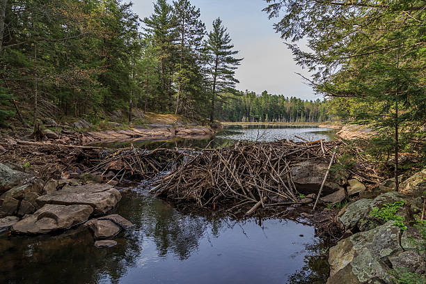 Beaver dam Taken from the low side of a beaver dam this ontario travel photo shows the reason to get out in the woods beaver dam stock pictures, royalty-free photos & images