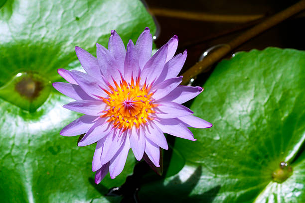 loto blu in stagno - lotus japan water lily vegetable garden foto e immagini stock