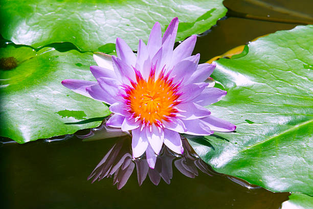 블루 바하이 굴절률은 연못 - lotus japan water lily vegetable garden 뉴스 사진 이미지