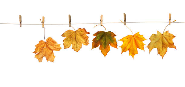 istock Maple leaves on clothespins with the word autumn 492698422