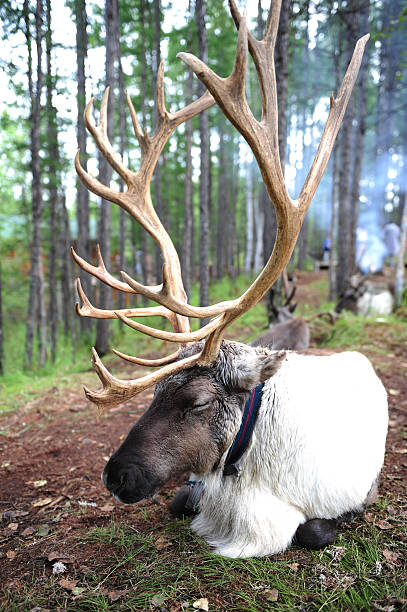 istock Reindeer in natural environment 492698758
