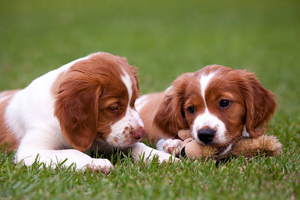 Brittany Spaniel Puppies stock photo