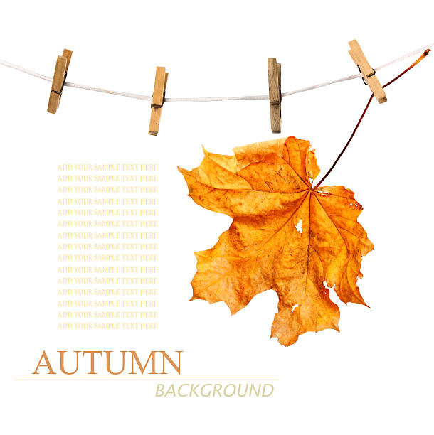 Maple branch hanging on clothesline isolated on white background