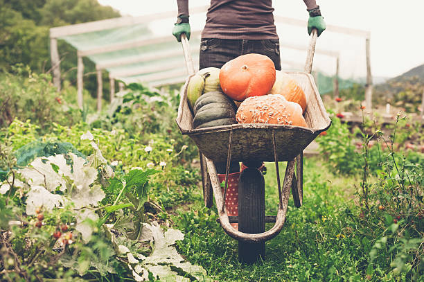 istock Woman Enjoying in her Vegetable Garden 492699210