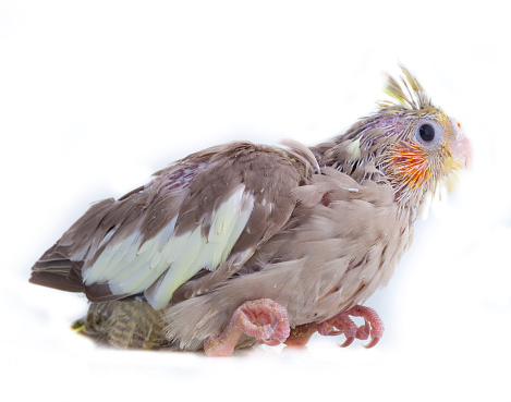 Cockatiel (Nymphicus hollandicus), also known as the quarrion and the weiro. In a white background.