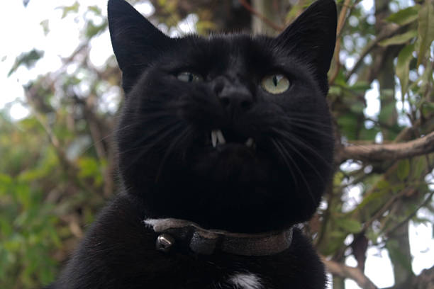 istock Black Cat Headshot snarling. Mouth partly open. Garden background. 492702932