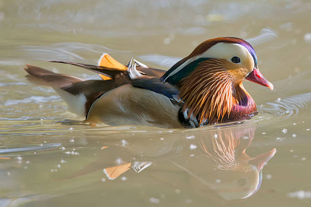 istock Isolated mandarin duck  on the green water background 492703234