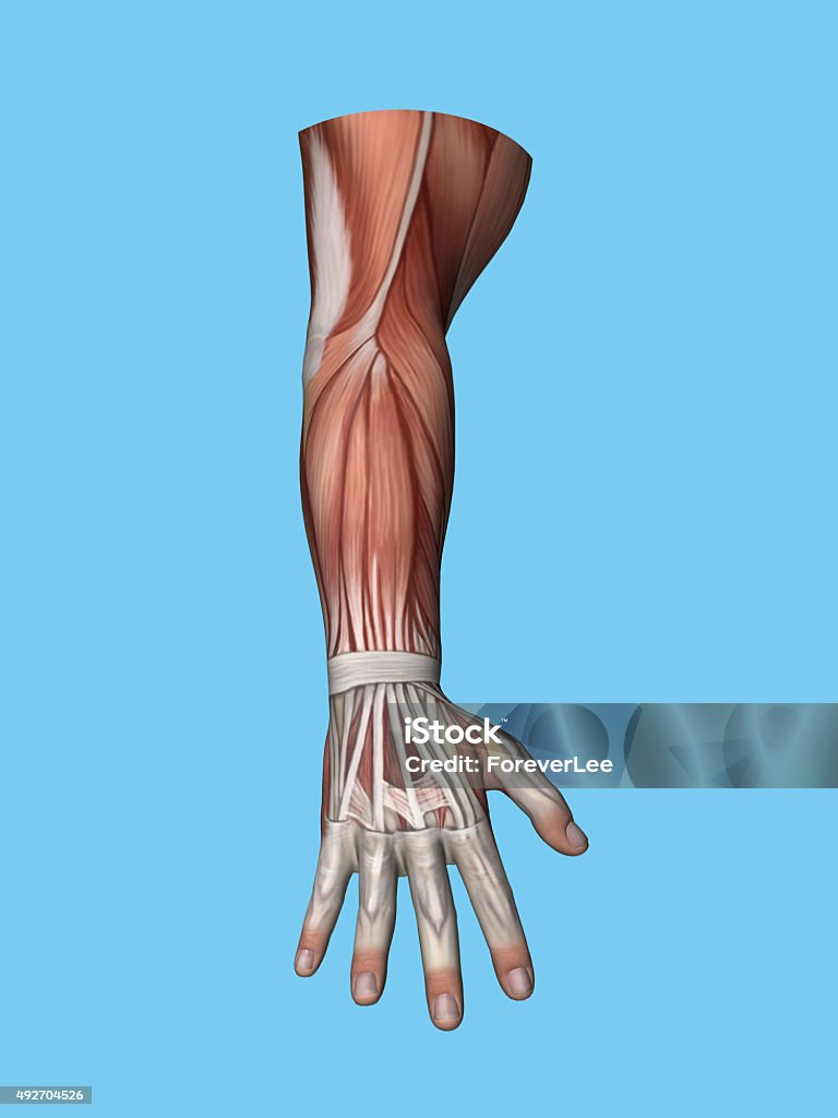 Vue postérieure de l'anatomie des mains et des bras. - Photo de Muscle libre de droits