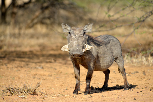 A wild Warthog in the bush in Botswana Africa' Staring straight into the camera.