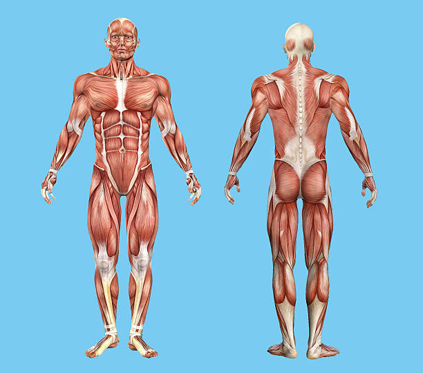 istock Male muscle anatomy. 492705778