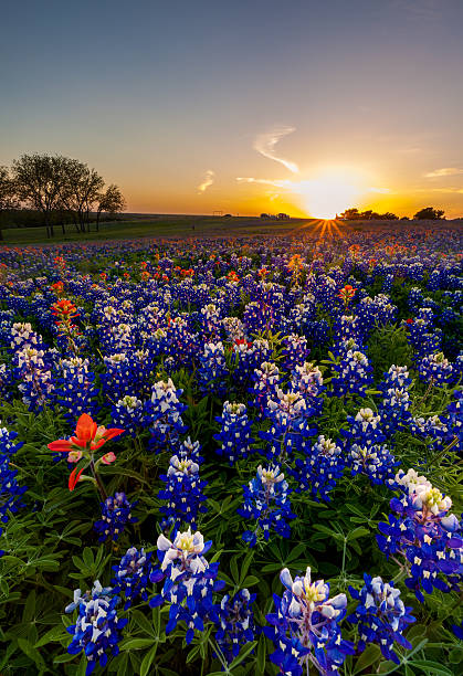 istock Texas bluebonnet and indian paintbrush filed in sunset 492705854