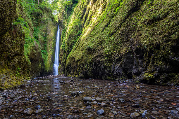 istock Beautiful nature in Oneonta Gorge trail, Oregon 492706112