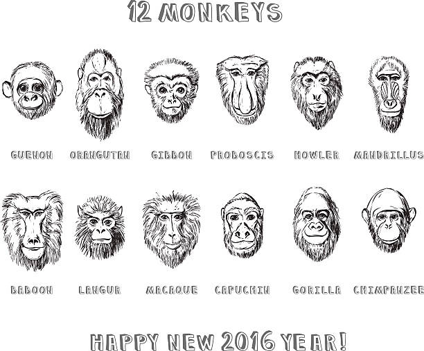 Monkeys set Collection of hand drawn monkeys in sketchy style howler monkey stock illustrations