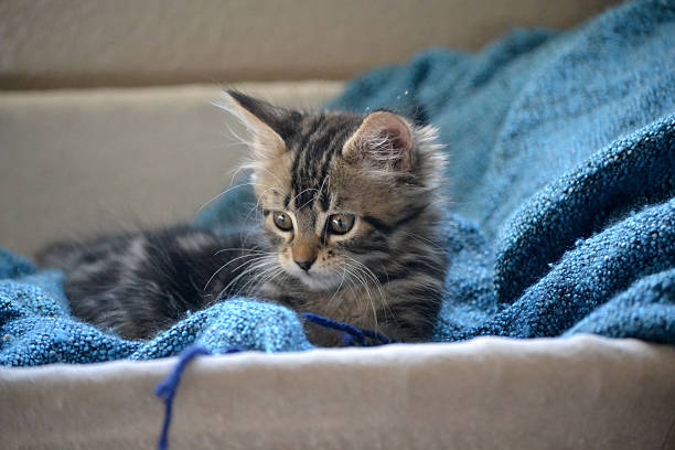 istock kitten in basket playing with yarn 492706980