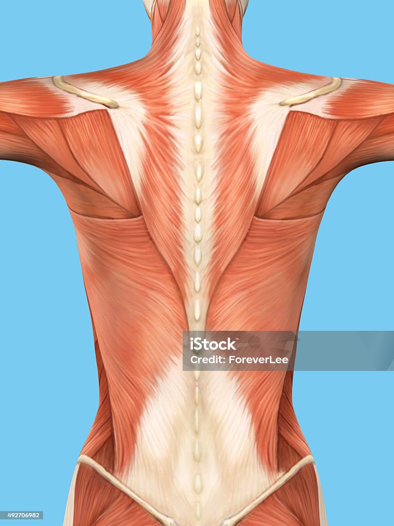 Anatomy Of Female Back Stock Photo - Download Image Now - Oblique