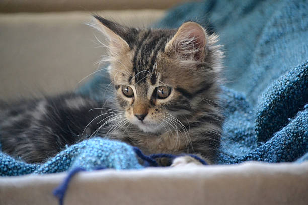 istock kitten playing with yarn in basket 492707076