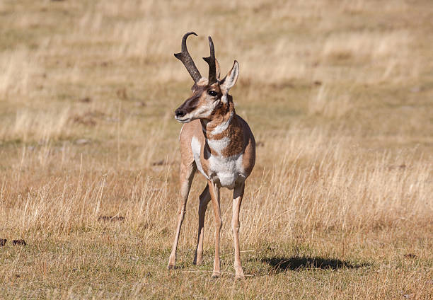 istock Pronghorn Buck on the Prairie 492707270