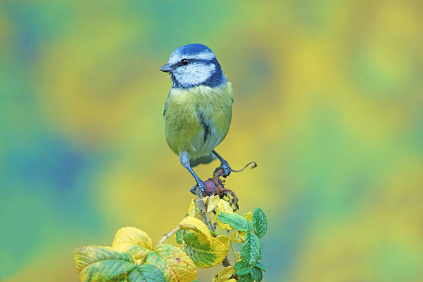istock Blue tit on wild rose twig 492707660
