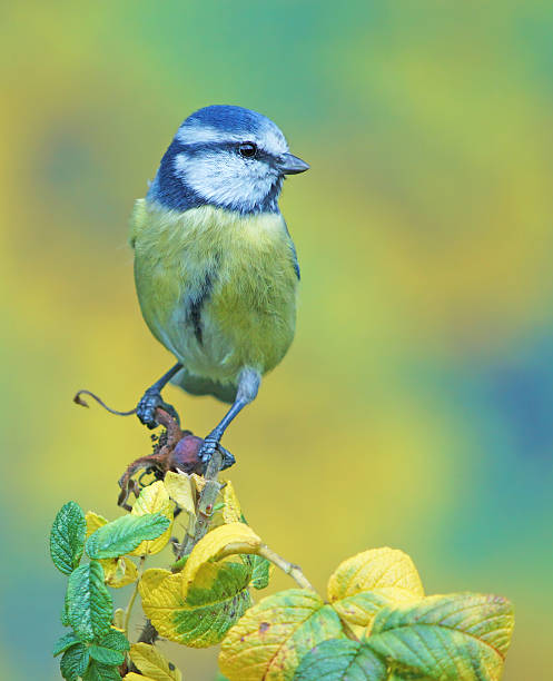 istock Blue tit on wild rose twig 492707994