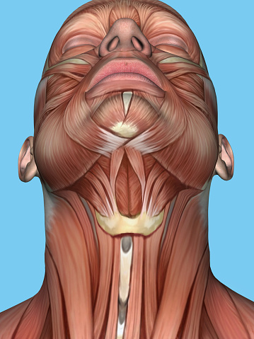 Featuring platysma muscle, sternohyoid muscle, sternocleidomastoid, digastric msucle, mentalis msucle, depressor labii inferioris muscle and orbicularis oculi muscle.