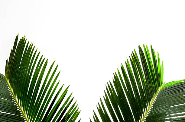 Palm tree leaf stock photo