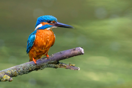 Common Kingfishers (Alcedo atthis), also known as the Eurasian Kingfisher or River Kingfisher sitting on a branch overlooking a small pond.