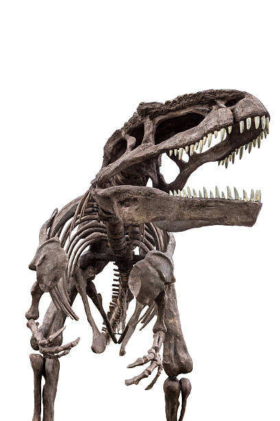dinosaur skeleton, tyrannosaurus rex stock photo