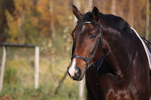 istock Bay horse portrait with bridle 492726062