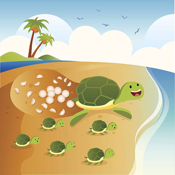 Sea turtle lay eggs Green sea turtle hatching eggs with baby turtles. sea turtle egg stock illustrations