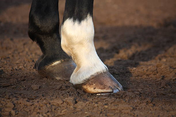 Close up of horse hoof with horseshoe