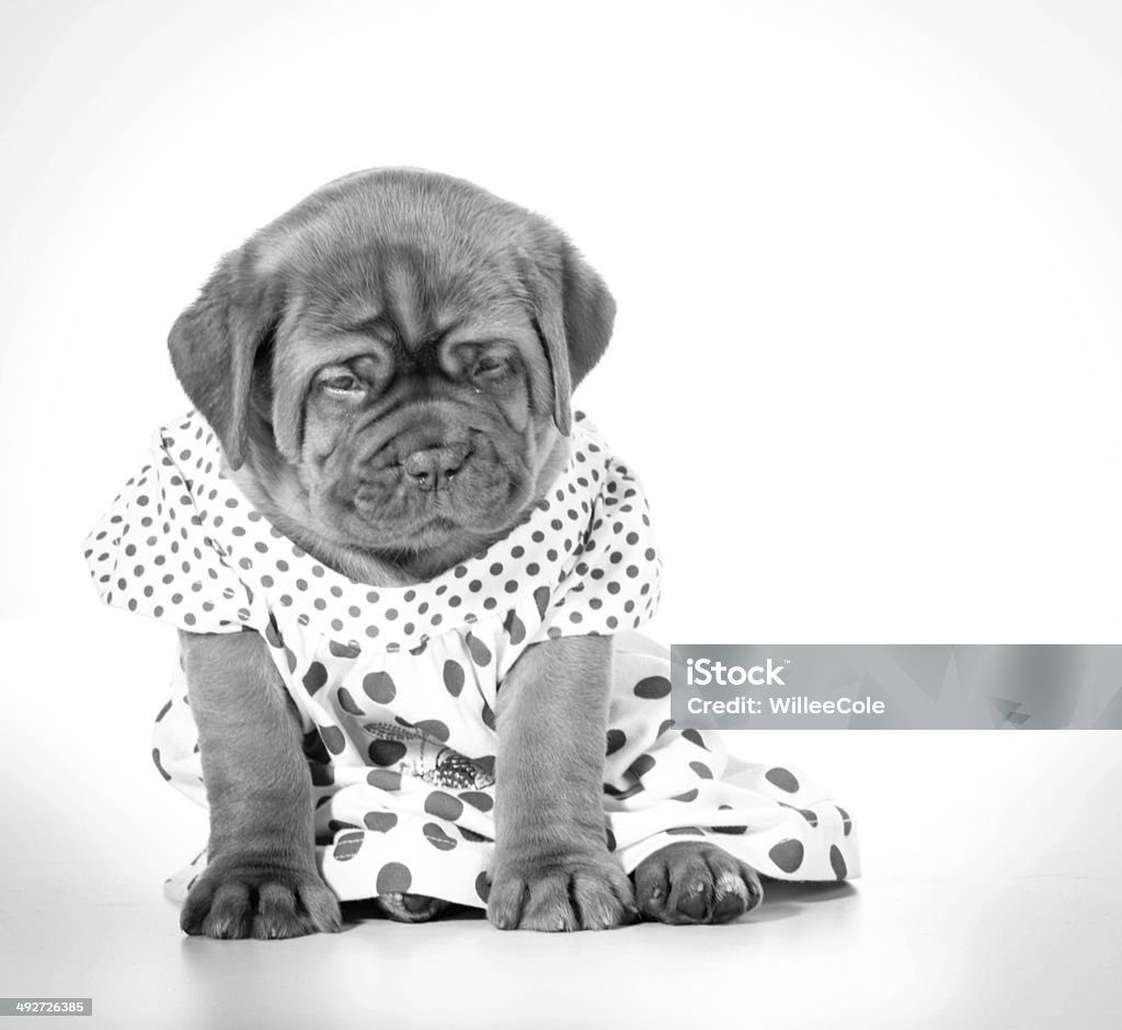 Kobieta puppy " - Zbiór zdjęć royalty-free (Czarno biały)