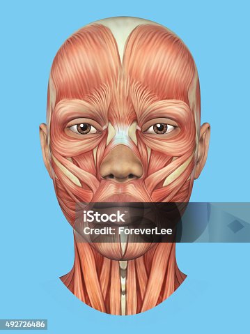 istock Anatomy front view of major face muscles. 492726486
