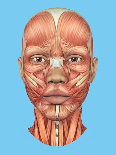 Photo of Anatomy front view of major face muscles.