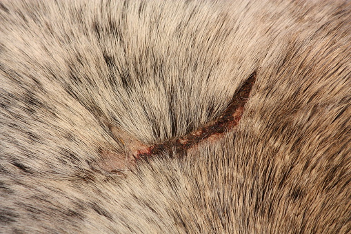 Close up of gray horse scar