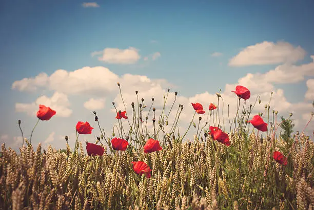 Red poppies in field of wheat