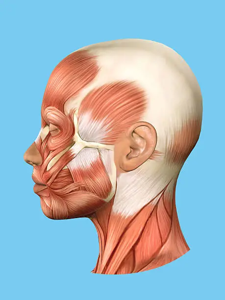 Photo of Anatomy side view of major face muscles.