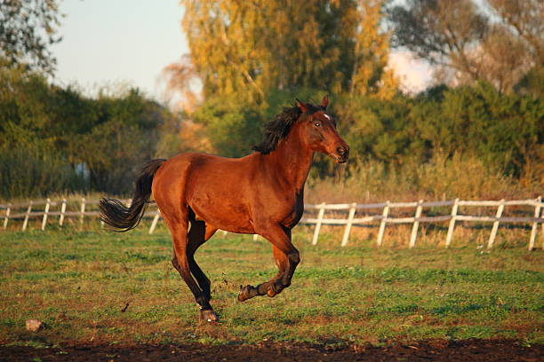 istock Beautiful brown pony galloping at the grazing 492726938