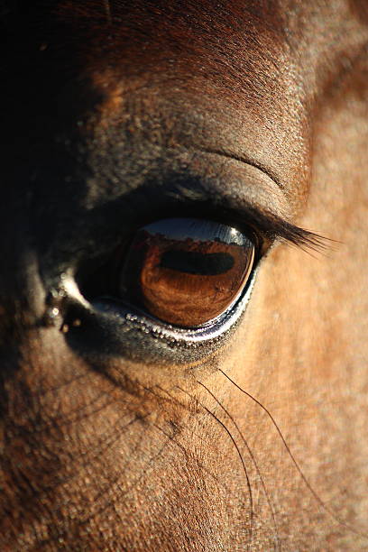 istock Close up of horse eye 492727014