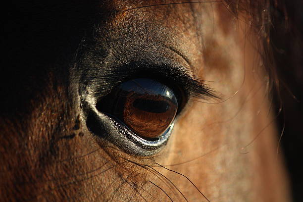 istock Close up of horse eye 492727036