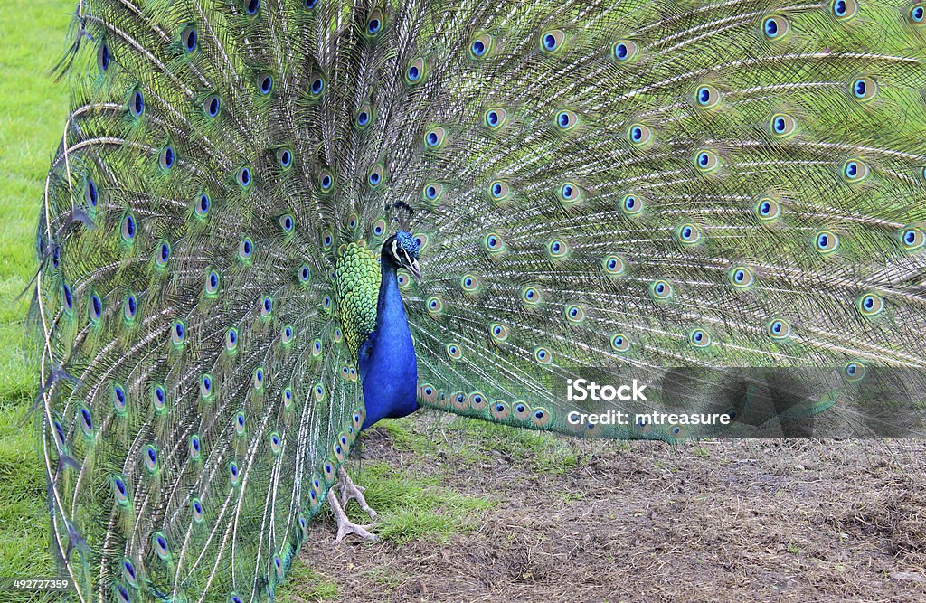 Seitenansicht des peacock männliche bird es zeigt dir, Federn - Lizenzfrei Angeberei Stock-Foto