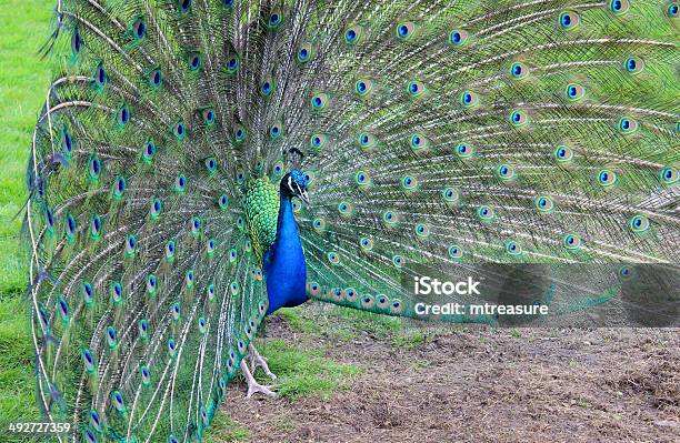 Seitenansicht Des Peacock Männliche Bird Es Zeigt Dir Federn Stockfoto und mehr Bilder von Angeberei