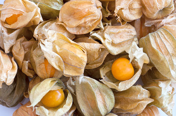 istock pile of physalis 492727555