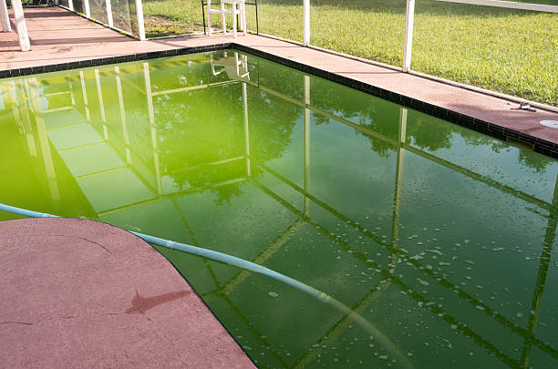 dirty green residential pool - algae slimy green water stock-fotos und bilder