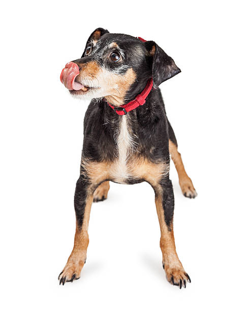 istock Terrier Crossbreed Dog Licking Lips 492727816