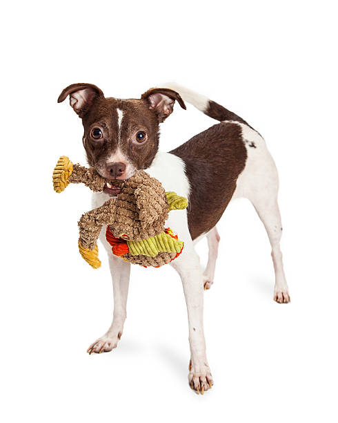 istock Little Terrier Crossbreed Dog With Plush Toy 492727902