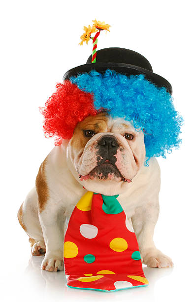 istock dog dressed like a clown 492728027