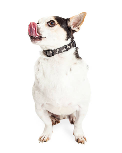 istock Chihuahua Mixed Breed Dog Licking Lips 492728132