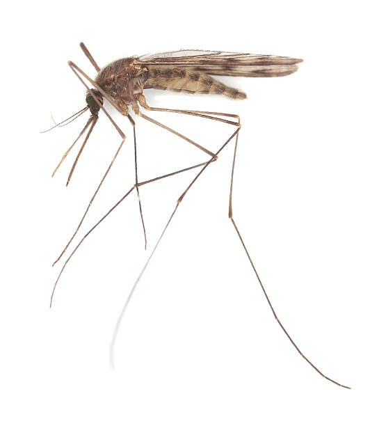 istock Mosquito Anopheles maculipennis isolated on white background 492728325
