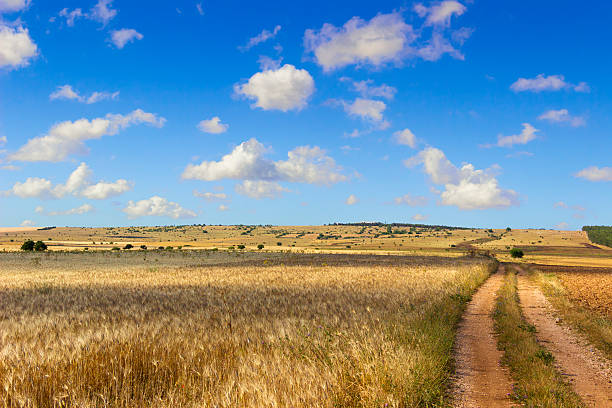 SUMMER.Alta Murgia Nationa Park: field of wheat. - (Apulia) ITALY- Alta Murgia National Park is a limestone plateau,with wide fields and rocky outcrops,grassland characterized by sheep paths,ancient carob tree,bushes of lentiscus plant and colourful wild orchids in spring. murge photos stock pictures, royalty-free photos & images